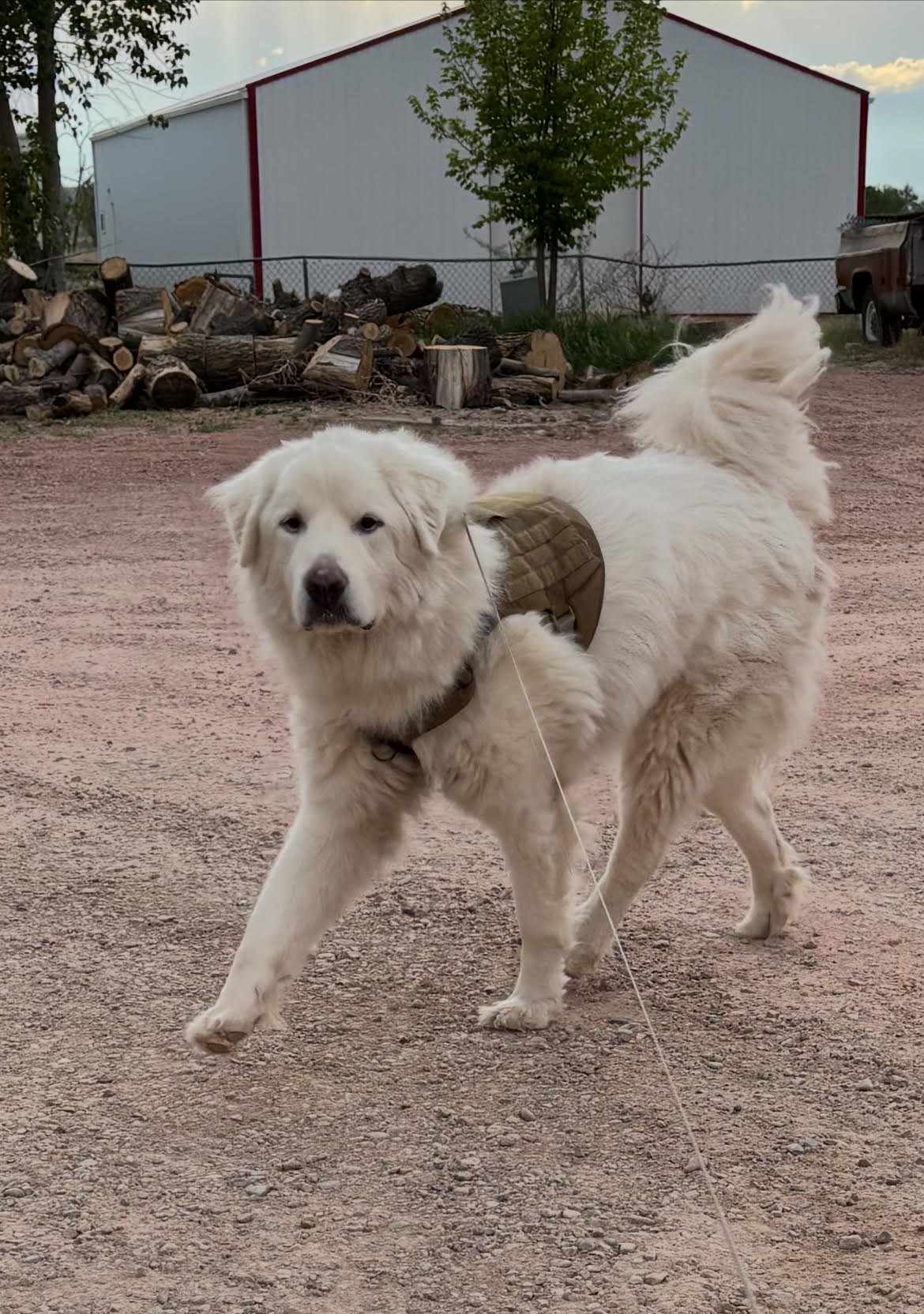 DURANGO - Great Pyrenees available for adoption