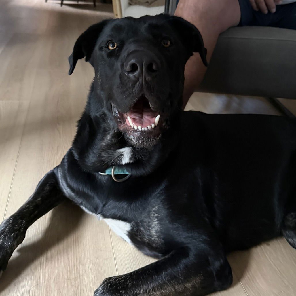 TOTOI - Cane Corso Mastiff available for adoption