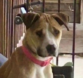 HARPER - Pit Bull Terrier available for adoption