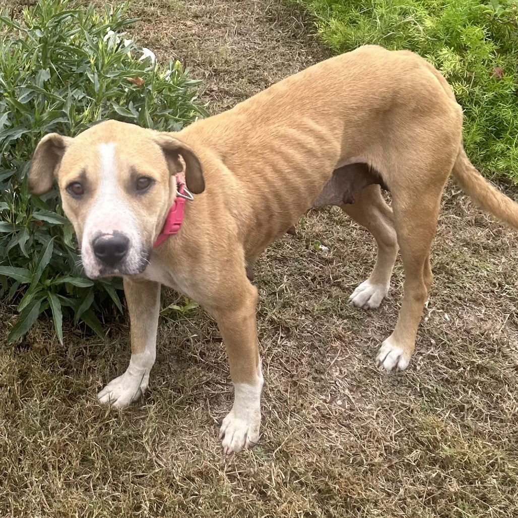 HARPER - Pit Bull Terrier available for adoption
