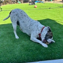 BESSIE - Pit Bull Terrier available for adoption