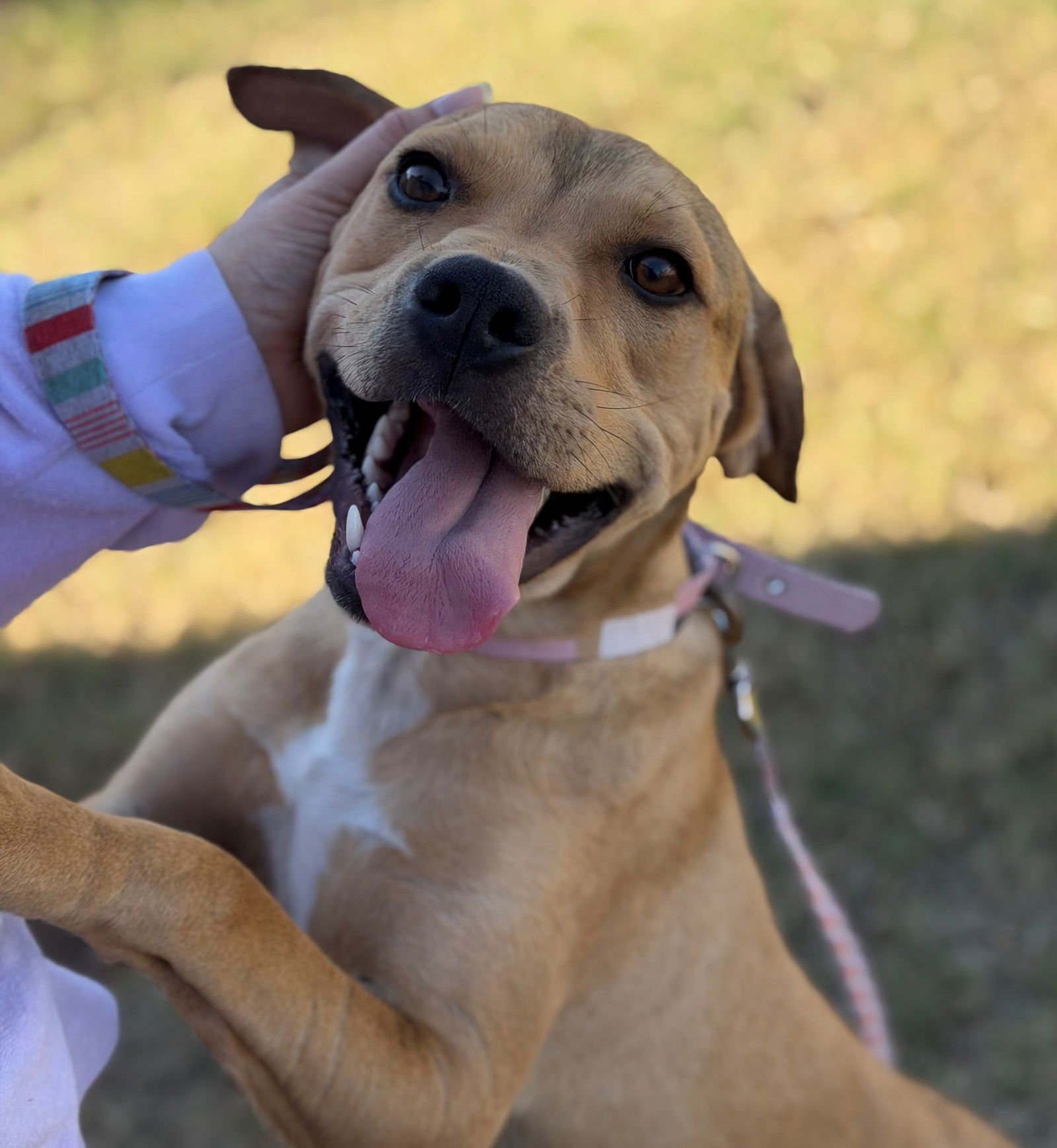 BISHOP - Basset Hound available for adoption