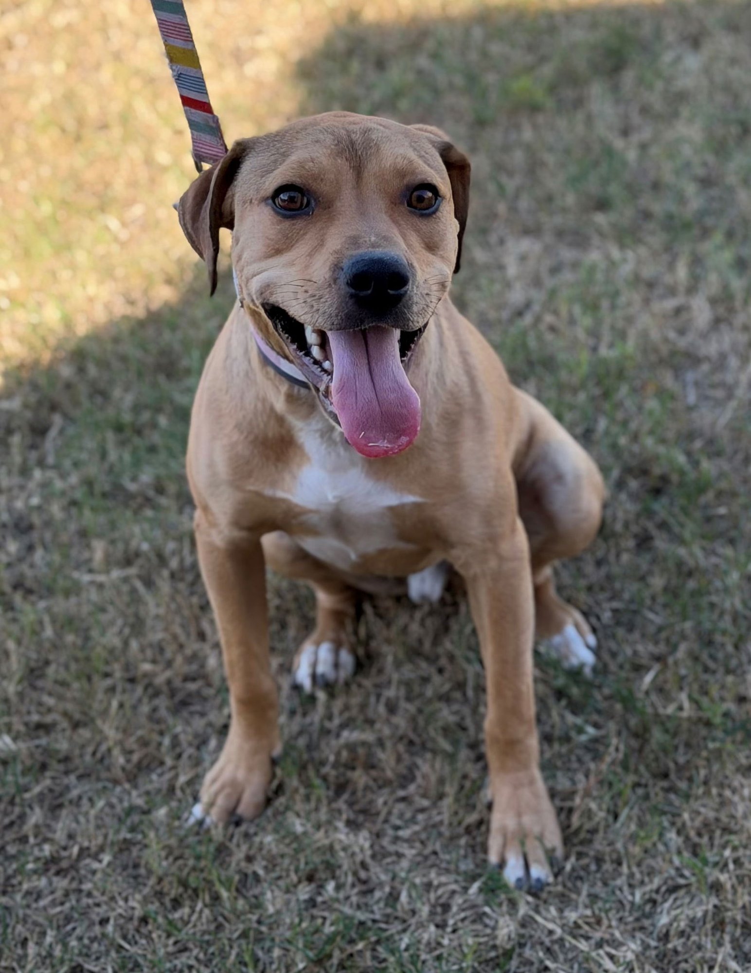 BISHOP - Basset Hound available for adoption