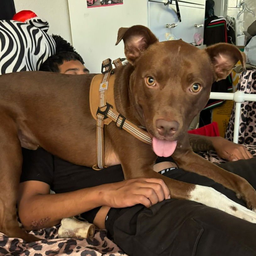 BRUNO - Pit Bull Terrier available for adoption