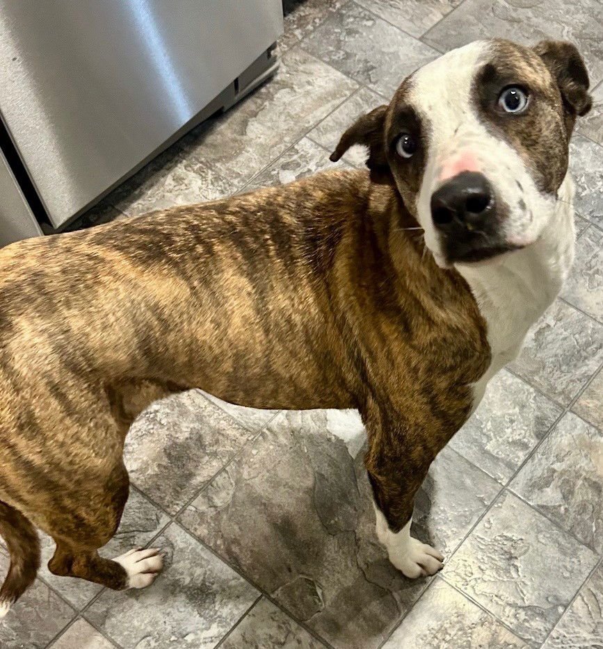 LILY - Unknown available for adoption