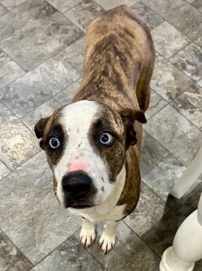 LILY - Unknown available for adoption