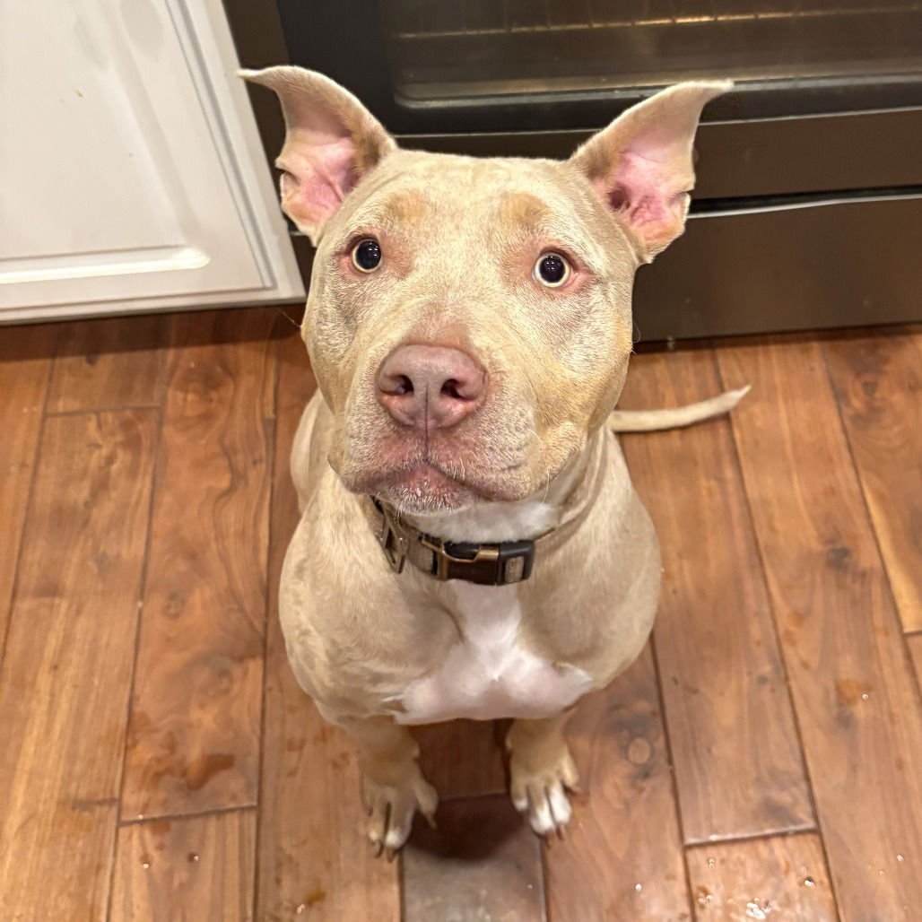 MALA - Pit Bull Terrier available for adoption