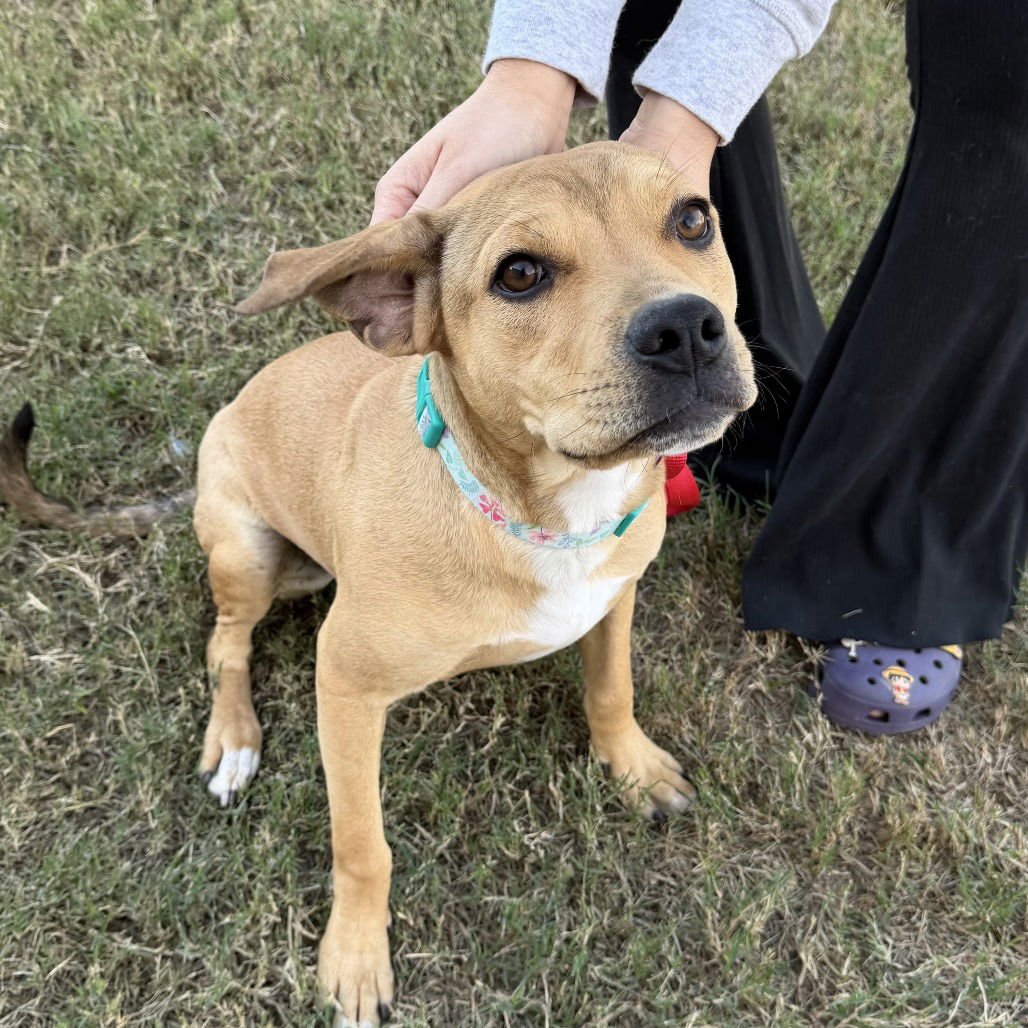 HARRIS - Labrador Retriever / Pit Bull Terrier available for adoption