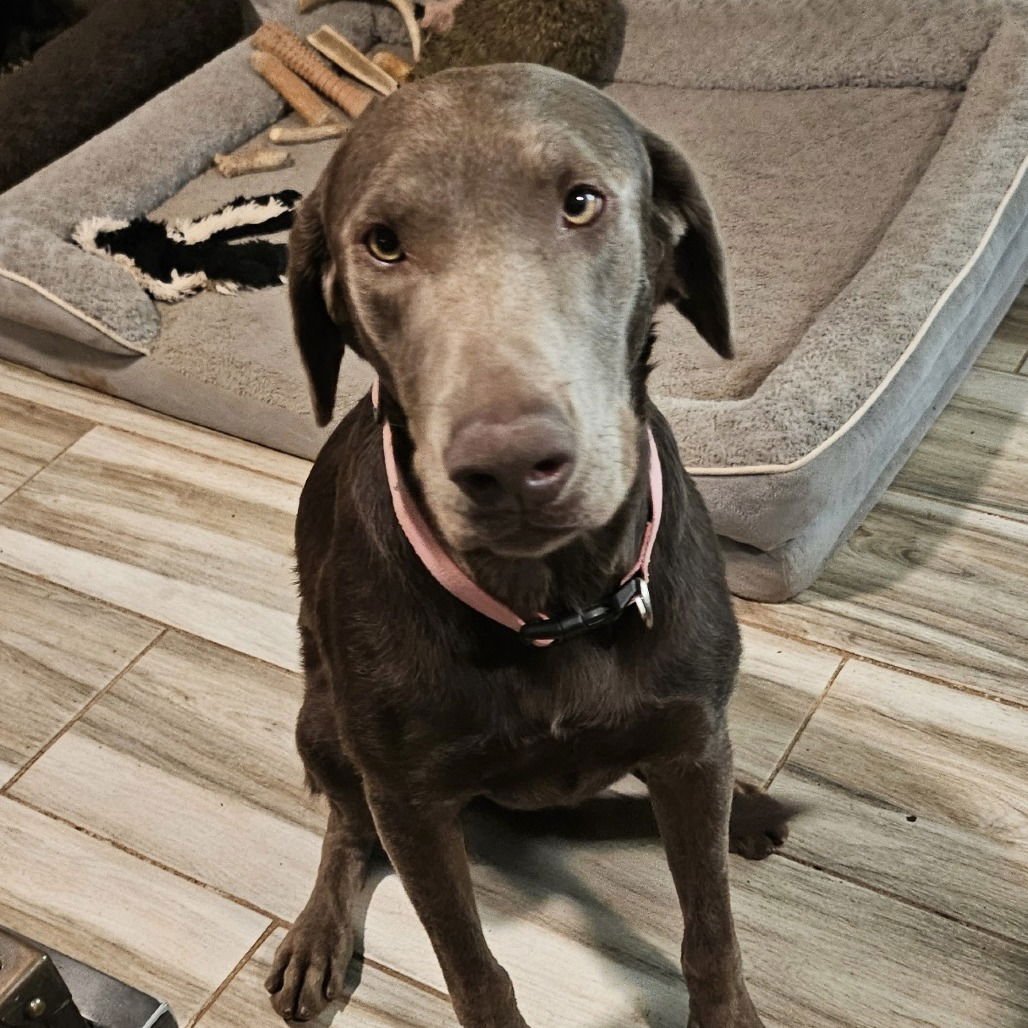 CHLOE - Weimaraner available for adoption