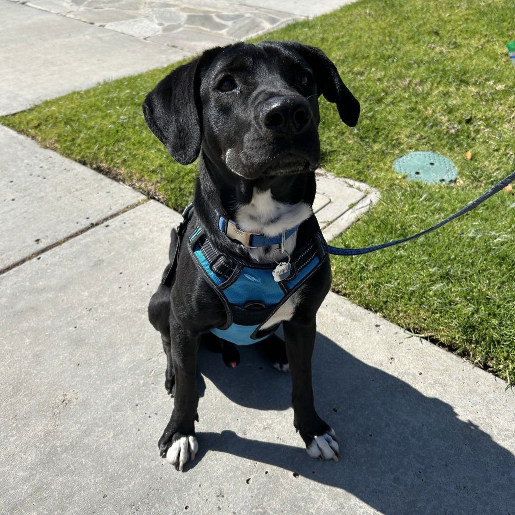 LORETA - Labrador Retriever available for adoption