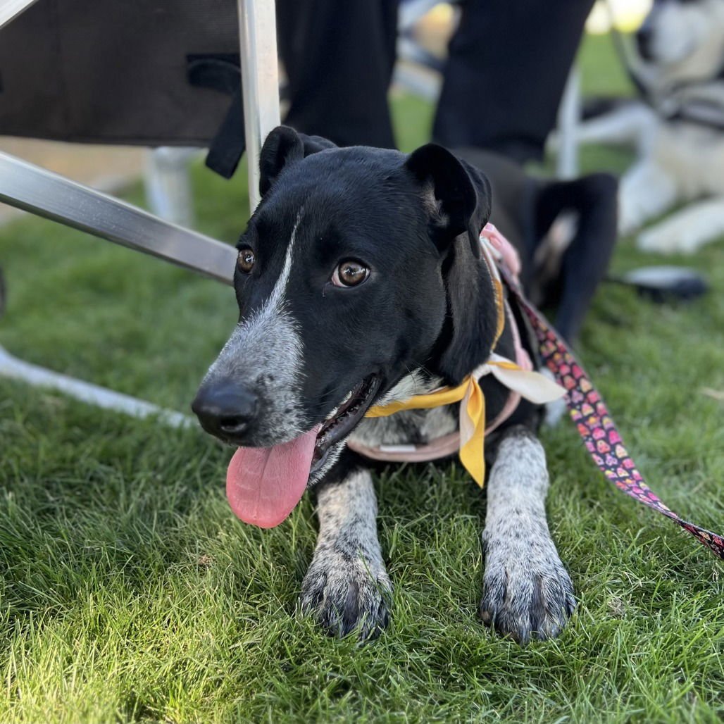 UMA - Pointer available for adoption