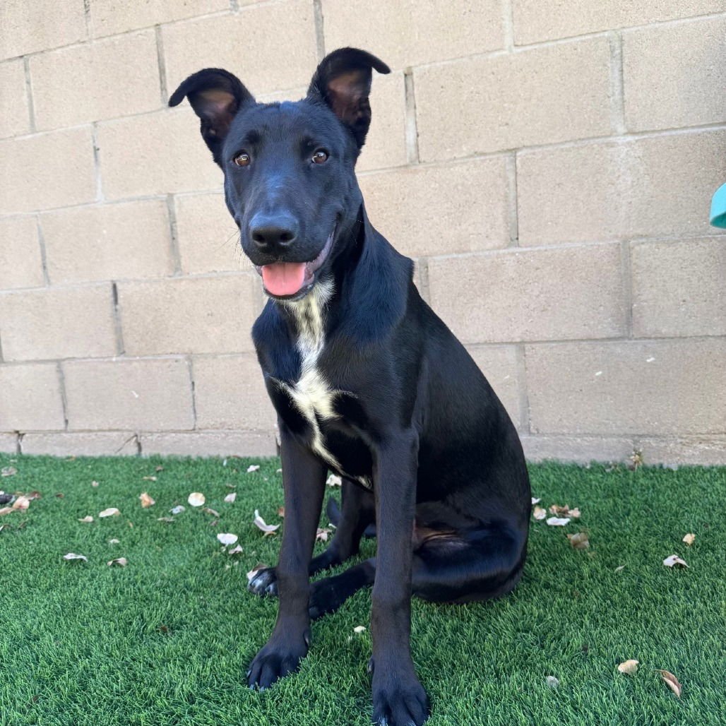 BILLY - Shepherd / Pit Bull Terrier available for adoption
