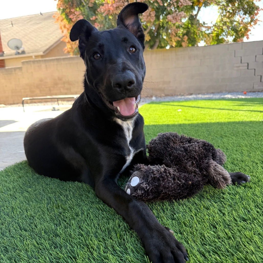 BILLY - Shepherd / Pit Bull Terrier available for adoption