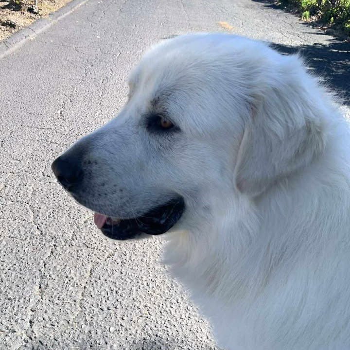 BUBBA - Great Pyrenees available for adoption