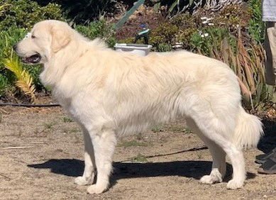 BUBBA - Great Pyrenees available for adoption