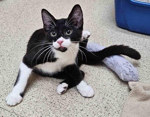 KITTEN FRANKIE