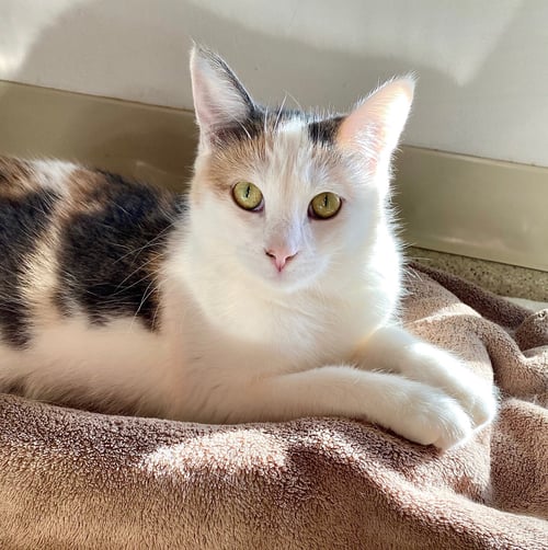 ABBIE - Domestic Short Hair available for adoption