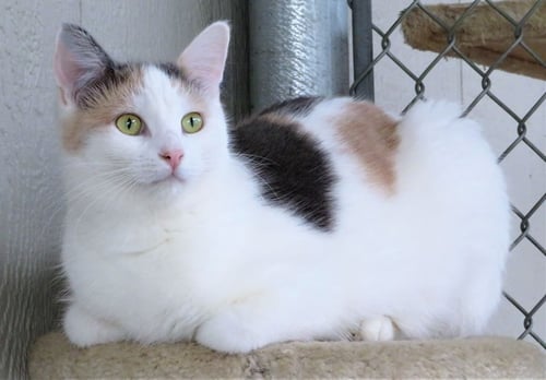 ABBIE - Domestic Short Hair available for adoption