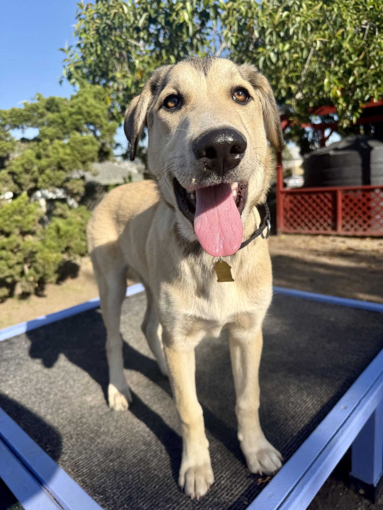 SUNDANCE - Husky / Shepherd available for adoption