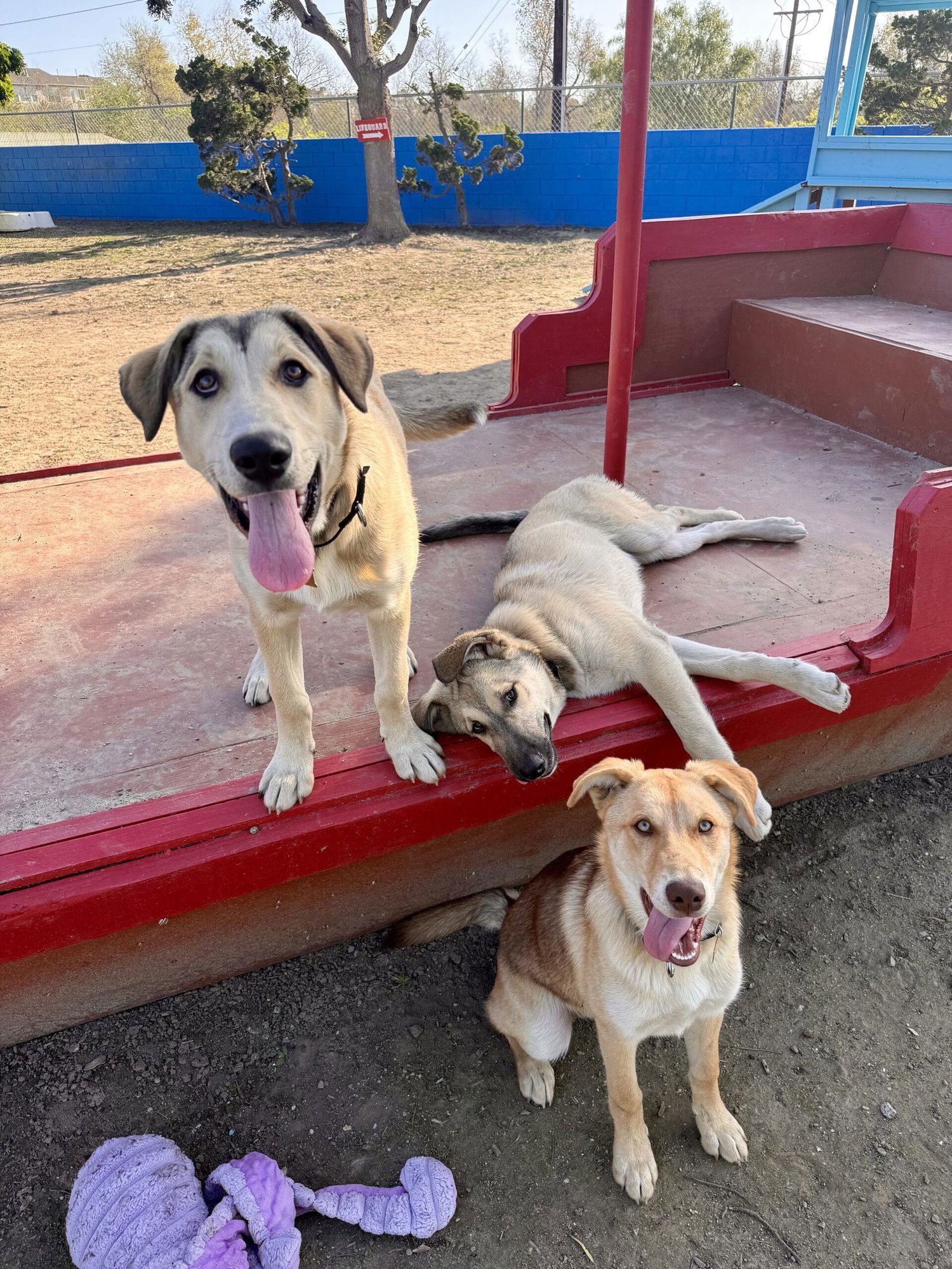 SUNDANCE - Husky / Shepherd available for adoption