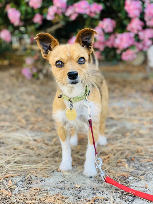 KIRBY AND WAYNE - Terrier available for adoption