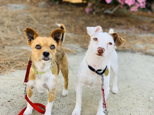KIRBY AND WAYNE - Terrier available for adoption