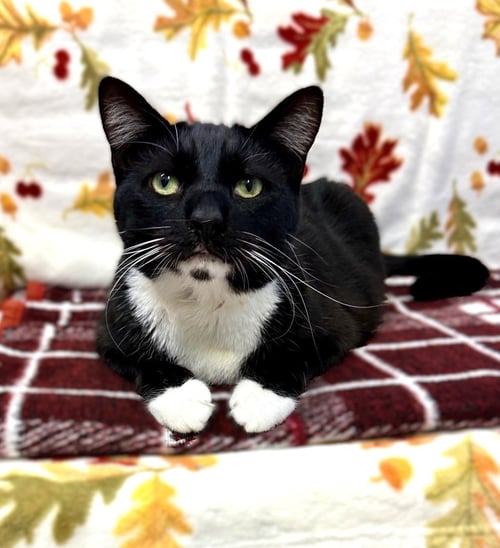 CONFETTI - Domestic Short Hair available for adoption