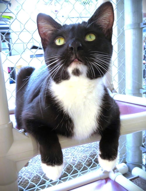 CONFETTI - Domestic Short Hair available for adoption