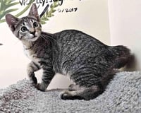 Kitten Forrest - Photo 1