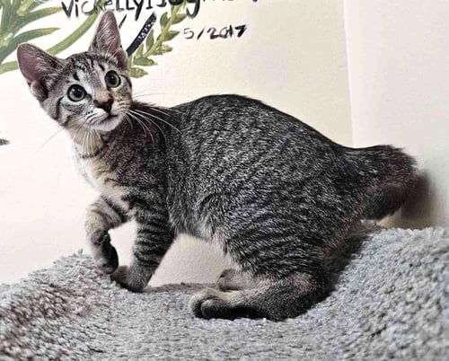 KITTEN FORREST - Domestic Short Hair available for adoption