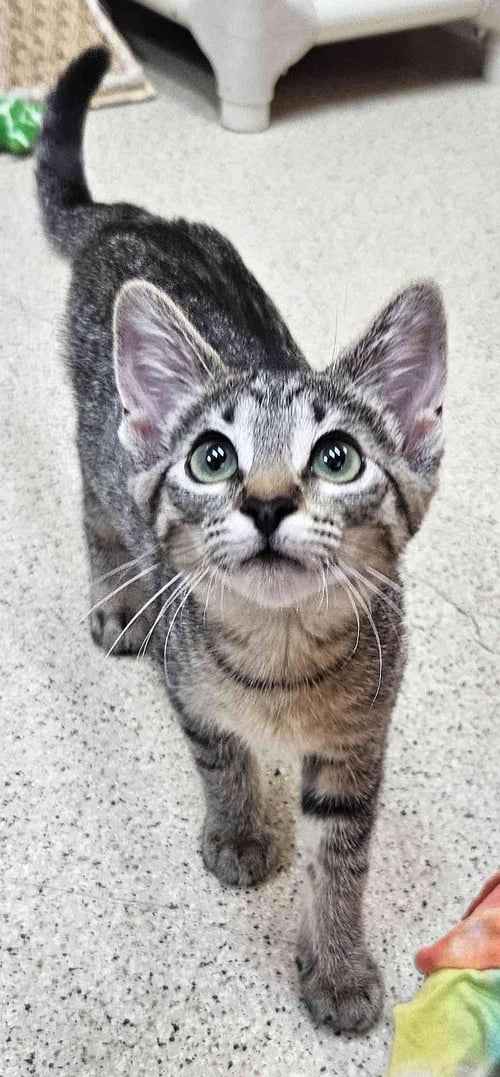 KITTEN FORREST - Domestic Short Hair available for adoption