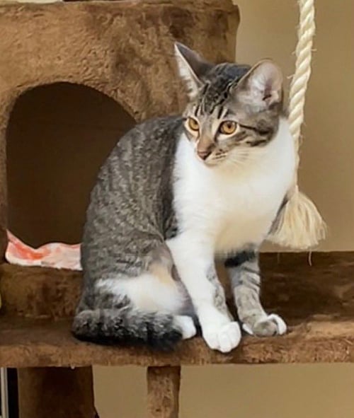 KITTEN GUM-DROP - Domestic Short Hair available for adoption