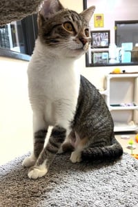 Kitten Gum-Drop - Photo 4