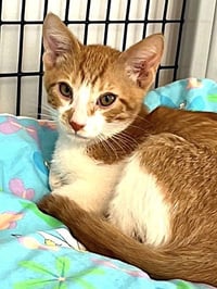 Kitten O'Malley - Photo 1