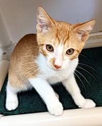 Kitten O'Malley - Photo 2