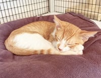 Kitten O'Malley - Photo 3