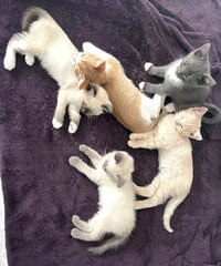 Kitten O'Malley - Photo 4
