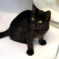 Kitten Zira - Photo 2