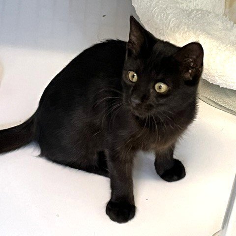 KITTEN ZIRA - Domestic Short Hair available for adoption