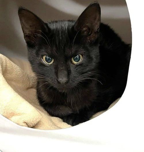 KITTEN ZIRA - Domestic Short Hair available for adoption