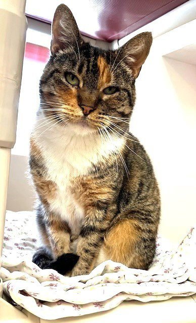 EMMYLOU - Domestic Short Hair available for adoption