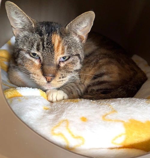 EMMYLOU - Domestic Short Hair available for adoption