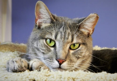 OSAKA - Domestic Short Hair / Tabby available for adoption