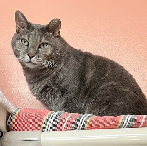 OSAKA - Domestic Short Hair / Tabby available for adoption