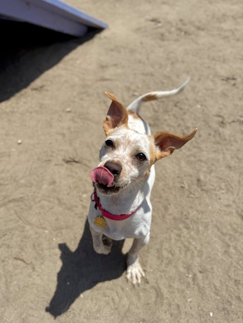 BAILEY - Corgi / Terrier available for adoption