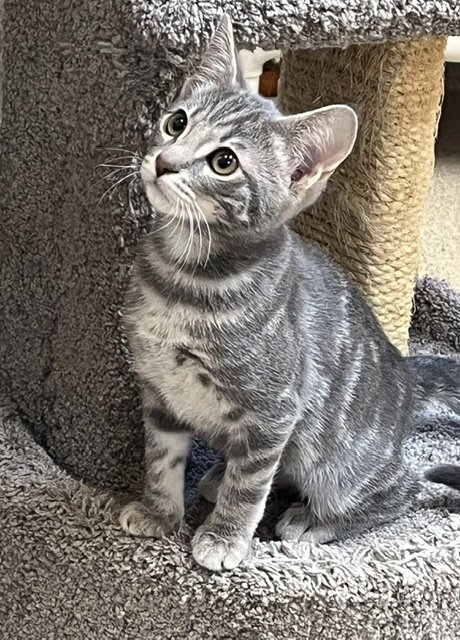 KITTEN UNA