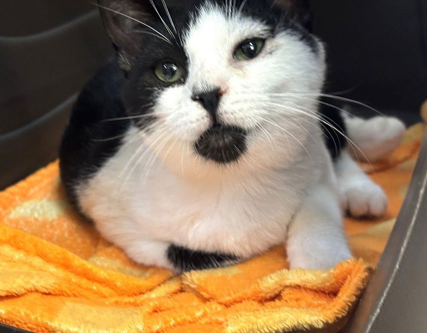 KITTEN ALLIUM - Domestic Short Hair available for adoption