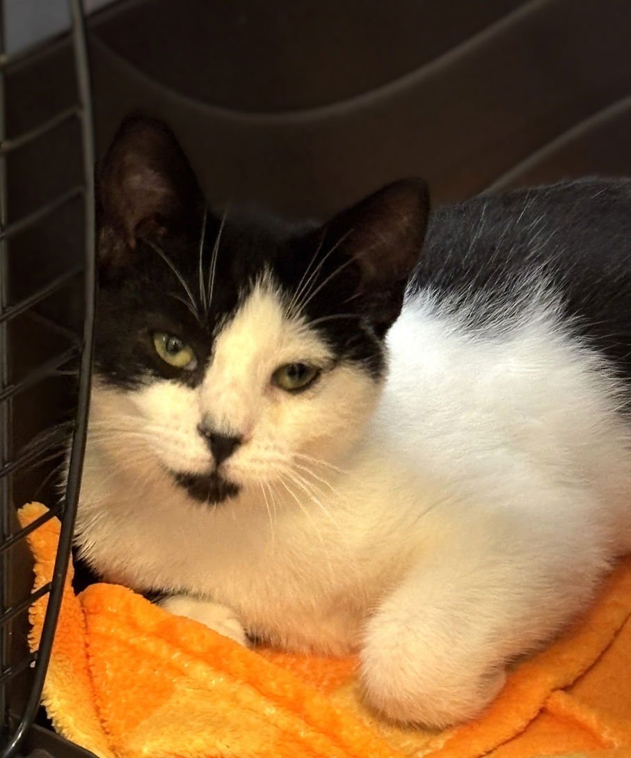 KITTEN ALLIUM - Domestic Short Hair available for adoption