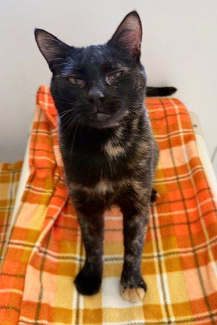 LUCY LOU - Domestic Short Hair / Tortoiseshell available for adoption