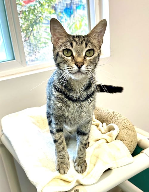 BELLADONNA - Domestic Short Hair available for adoption